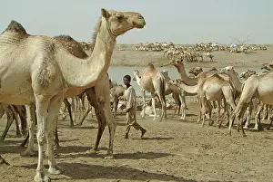 Sudan Prints: Kosti, nomadic arabs near the town with their herd of dromedaries