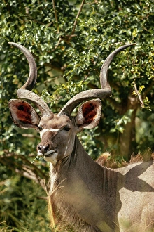 Public Land Prints: Kudu, Timbavati Private Nature Reserve, Kruger National Park, South Africa, Africa