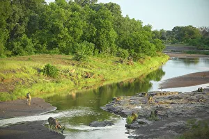 Get Away From It All Prints: Kudu (Tragelaphus strepsiceros) and Chacma Baboon (Papio cynocephalus) in the Majale River