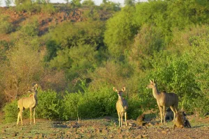 Mashatu Prints: Kudu (Tragelaphus strepsiceros) and Chacma Baboon (Papio cynocephalus) in veld