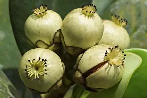 : Kufa (Clusia sp.) close-up of fruit, Kaieteur N.P., Guiana Shield, Guyana, october