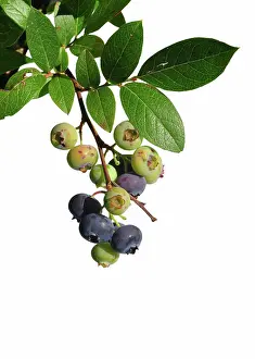 Isoliert Prints: Kulturheidelbeere Vaccinium - Cultivated blueberry Vaccinium Kulturheidelbeere Vaccinium - Cultivated blueberry