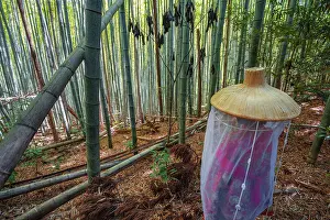 Tranquillity Prints: Kumano Kodo pilgrimage route. Daimon-zaka slope