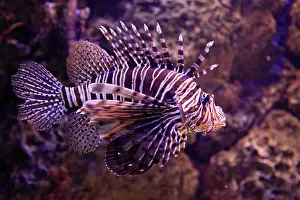 Carnivorous Prints: Kuwait, Kuwait City, Aquarium, Lion fish, Pterios miles