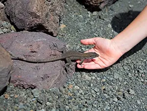 Canary Islands Prints: La Palma typical lizard Tizon Gallotia galloti palmae in La Palma Canary Island