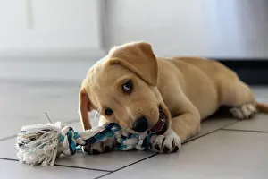 Mixed Breed Prints: A lab/mutt mix puppy chews apart rope toy on tile floor