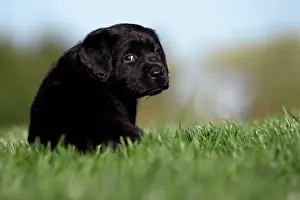 Canidae Prints: Labrador Retriever. Black puppy (5 weeks old) sitting in grass. Germany