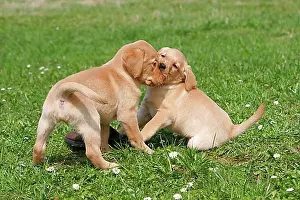 Pedigree Dogs Prints: Labrador Retriever, Puppies