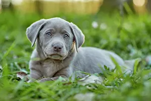 Canidae Prints: Labrador Retriever. Puppy lying in a forest in spring. Germany