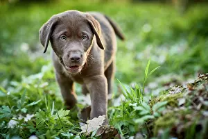 Canidae Prints: Labrador Retriever. Puppy walking in a forest in spring. Germany