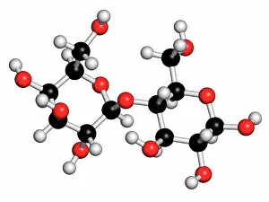 Carbon Prints: Lactose milk sugar molecule. Atoms are represented as spheres with conventional colour coding: hydrogen (white)