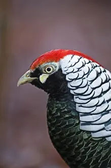 Alien Prints: Lady Amherst's Pheasant (Chrysolophus amherstiae) introduced species