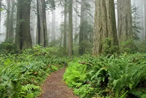 Ethereal Prints: Ladybird Johnson Grove of Coast Redwood Trees, Redwood National Park, California