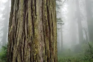 Ethereal Prints: Ladybird Johnson Grove of Coast Redwood Trees (Sequoia sempervirens)