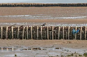 Nahaufnahme Prints: Lahnung in the Wadden Sea oyster fisherman at a lust in the Wadden Sea