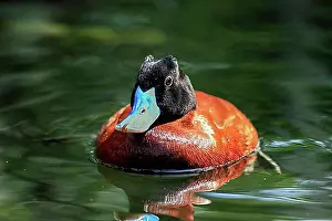 Front Views Prints: Lake Duck or Argentine Lake Duck (Oxyura vittata)