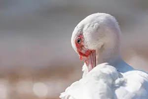 Feather Prints: Lake Malawi duck, Lake Malawi, Malawi, Africa