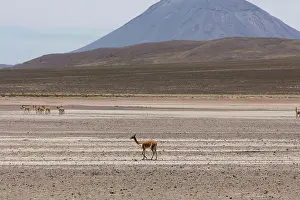 Herd Prints: lama Vikunja Vicugna vicugna wild lama Vigogna in the Andes