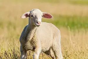 Feed Prints: Lamb Grazes in a Meadow, Lamb in a field