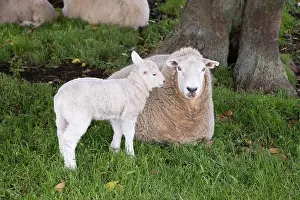 Pasture Prints: Lamb and Mother, One Tree Hill Domain, Auckland, North Island, New Zealand