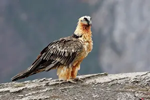 Feeding Prints: Lammergeier (Gypaetus barbatus) adult