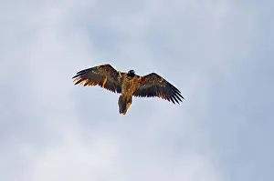 Juveniles Prints: Lammergeier (Gypaetus barbatus) immature, wing-tagged, in flight, Spain