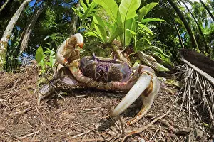Crab Prints: Land crab (Cardisoma sp.), also known as a mangrove crab; Yap, Micronesia