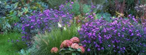 Blossoming Prints: Landscape of aster flowers growing in botanical garden in summer