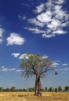 Untouched Prints: Landscape with Baobab in South Luangwa National Park