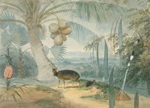 Fawn Prints: Landscape Ceylon Barking Deer Fawn Pair Paradise Fly-Catchers