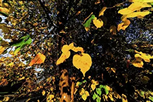 Lower Prints: Landscape garden Harrachpark in autumn, Austria, Lower Austria, Bruck an der Leitha