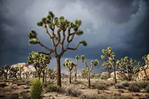 Arches Prints: Landscape of Joshua Tree National Park, California