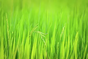 Swamp Prints: Landscape nature of rice field on rice paddy green color lush growing is a agriculture in asia