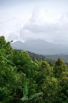 Jungle Prints: Landscape North Bali, endless jungle