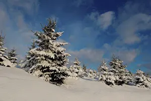 Radius Images Prints: Landscape of Norway Spruce (Picea abies) at a snowy day in winter