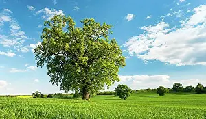 Good Weather Prints: Landscape with oaks, solitary tree