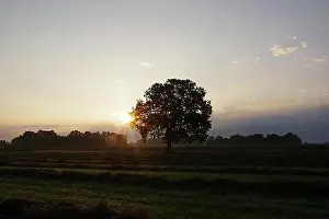 Beam Prints: Landscape, sunrise, tree, meadow