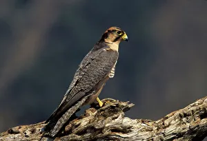 Lanner Falcon (Falco biarmicus) KwaZulu-Natal South Africa