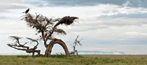 Twisted Prints: Lappet-Faced vulture (Gyps tracheliotus) perching on a Gnarled tree