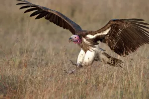 Nick Garbutt Prints: Lappet-faced Vulture or Nubian Vulture (Torgos tracheliotos) landing