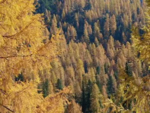 2008 Prints: Larch trees, Italy, South Tyrol, Die Drei Zinnen;Larch trees