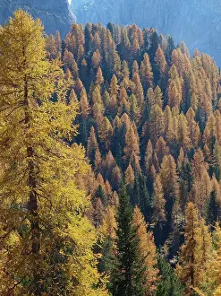 2008 Prints: Larch trees, Italy, South Tyrol, Die Drei Zinnen;Larch trees