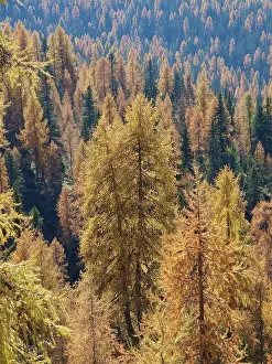 Southern Prints: Larch trees, Italy, South Tyrol, Die Drei Zinnen;Larch trees