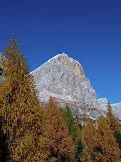 2008 Prints: Larch trees, Italy, South Tyrol;Larch trees