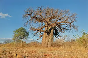 Pflanze Prints: Large baobab tree Adansonia digitata in savanna during the dry season Large baobab tree Adansonia digitata in savanna