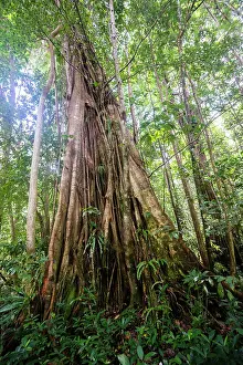 Hike Prints: A large chatanier tree (buttress root tree)