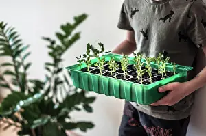 Sowing Prints: A large container with sprouted green peas in the boy's hands