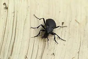 Swabian Prints: Large deathwatch beetle (Blaps mortisaga) Allgaeu, Bavaria, Germany, Europe