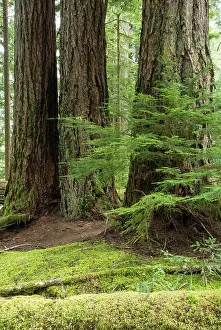 Vancouver Island Prints: Large Douglas Fir grove, Pseudotsuga menziesii