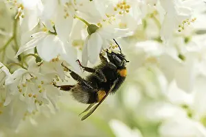 Insect Prints: Large earth bumblebee (Bombus terrestris), Rough deutzia (Deutzia scabra)